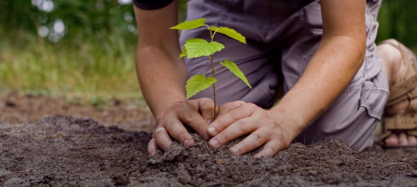 compaign plantation